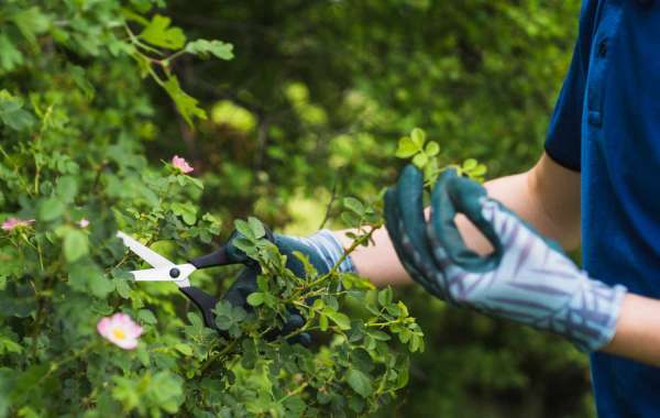 DIY Stump Grinding: Pros and Cons, How-To, All Covered