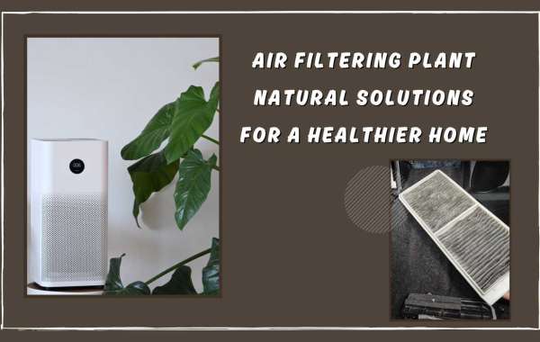 Air Filtering Plant Natural Solutions for a Healthier Home