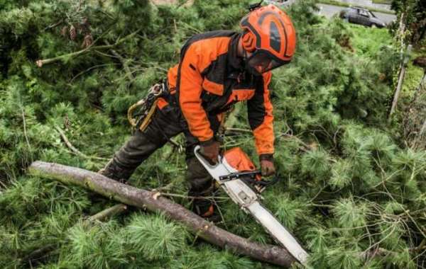 Emergency Tree Surgeons: Your Go-To Solution for Tree Emergencies