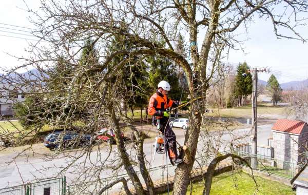 The Importance of Professional Tree Felling in North London