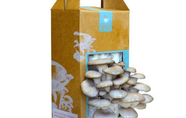 Mushroom Packaging Boxes: Keeping Your Fresh Produce Safe and Stylish